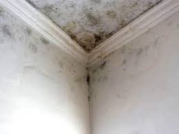 Mold Remediation for Rental Properties in Waukee, IA