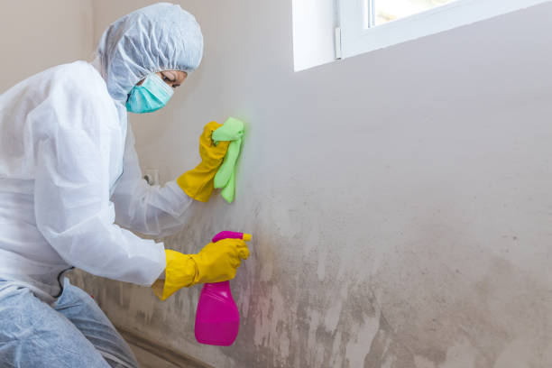 Best Environmental Consulting for Mold Prevention  in Waukee, IA