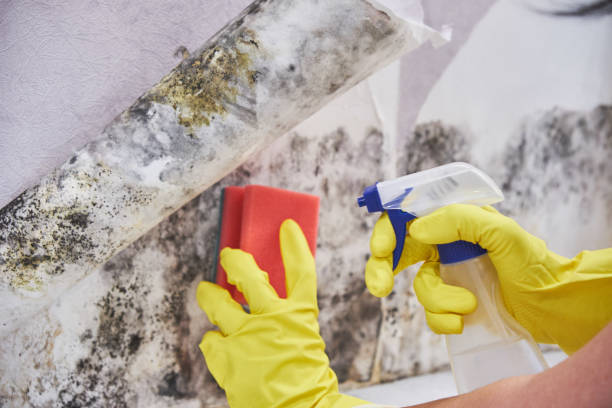 Best Mold Damage Restoration  in Waukee, IA